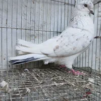 کفتر پرشی و طوقی