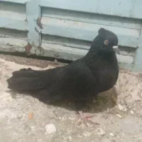 کاشانی|پرنده|مسجد سلیمان, |دیوار