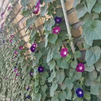 بذرگل|گل و گیاه طبیعی|ساری, |دیوار