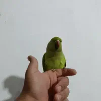 طوطی ملنگو