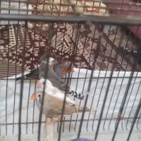 فنچ زبرا