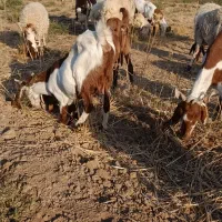 بز پاکستانی اصل