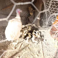 فروش خروس جوان واردک