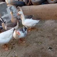 فروش حیوانات