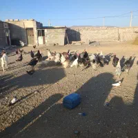 بوغلمون محلی نهبندان