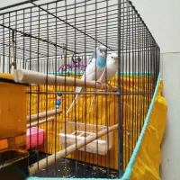 مرغ عشق|پرنده|حمیدیا, |دیوار