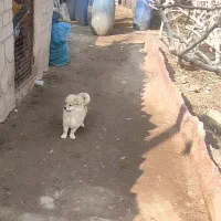 پامر روباهی