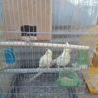 عروس هلندی|پرنده|اقبالیه, |دیوار