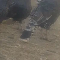 فروش بوقلمون نروماده