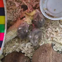 همستر خانگی کمپل|موش و خرگوش|تهران, بروجردی|دیوار