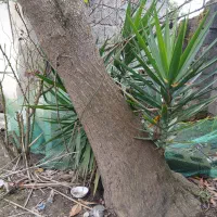 فروش درخت یوکای بزرگ وتنومند۵ مترقدشه