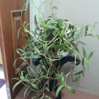 4 عدد گل آپارتمانی|گل و گیاه طبیعی|اصفهان, سپاهانشهر|دیوار