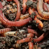 کرم طعمه ماهی