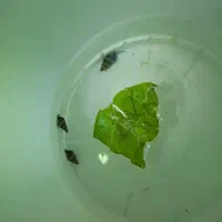 ۳ عدد حلزون کیلر