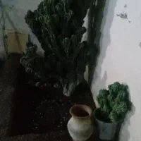 معاوضه با پرنده|گل و گیاه طبیعی|بره‌سر, |دیوار