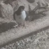 چند عدد خوشرنگ