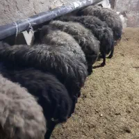 فروش میش و  بره درج یک  با بزو بژعاله