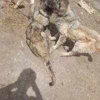 توله سگ سرابی اصل ماده