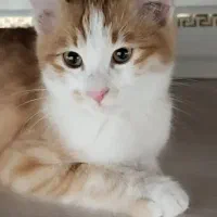 گربه پرشین و dsh نر|گربه|مشهد, سراب|دیوار