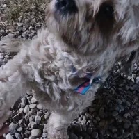 سگ پا کوتاه