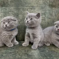 گربه اسکاتیش و بریتیش