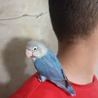 طوطی برزیلی اهلی