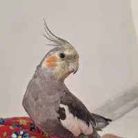 عروس هلندی سخنگو