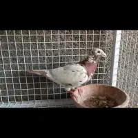 کبوتر کارمیولمنز