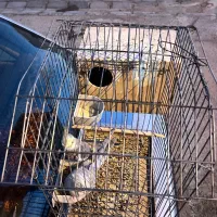 عروس هلندی مولد|پرنده|فیروزآباد (فارس), |دیوار