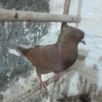 کبوتر ماده سرخ دم سفید مهر