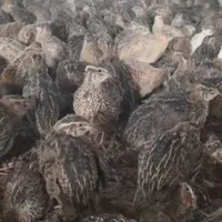 مرغ تخمگذار