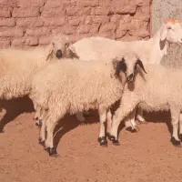 میش مغانی بره چاق فروشی|حیوانات مزرعه|بردسیر, |دیوار