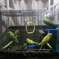 مرغ عشق|پرنده|اندیشه, اندیشه فاز ۵|دیوار