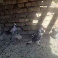 کفتر|پرنده|سیرجان, |دیوار