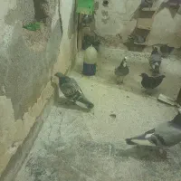 کبوتر پلاکی