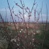 باغ|خدمات باغبانی و درختکاری|اردبیل, |دیوار
