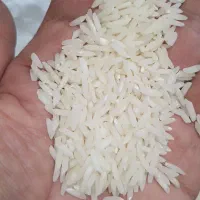 برنج طارم هاشمی شمال به شرط
