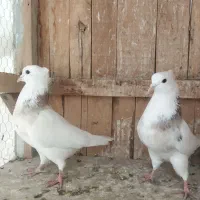 کبوتر طوقی پلاس