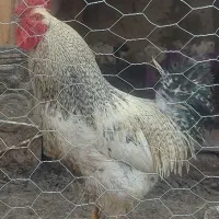 خروس|حیوانات مزرعه|ابریشم, |دیوار