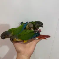 سه عدد جوجه گرینچیک رام دونه خور|پرنده|بندر انزلی, معلم|دیوار