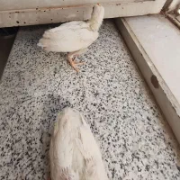 جوجه بزرگ