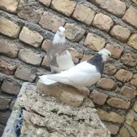 طوقی کله الماسی سینه ای سرخ کله ا عروس هلندی سخنگو|پرنده|مبارکه, |دیوار