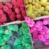 ماکیان تهران جوجه رنگی باکیفیت عربی اردک زرنگ