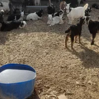 خرید وفروش میش بره قوچ بز بزغاله درشاهین شهر گرگاب|حیوانات مزرعه|شاهینشهر, گرگاب|دیوار