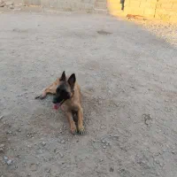 مالینویز ماده یه ساله اماه جفت گیری