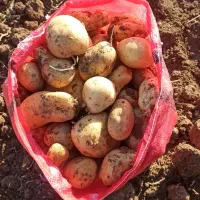 سیب زمینی ارگانیک بدون هیچ سمی|خوردنی و آشامیدنی|کلیائی, |دیوار