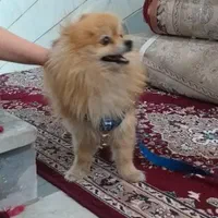 سگ پامر خرسی