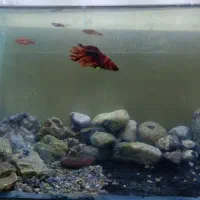 ماهی و آکواریوم