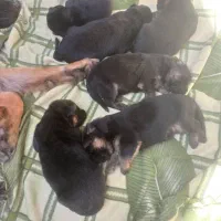 واگذاری سگ ژرمن اصیل