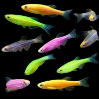 زبرا 1سانت و 1.5 سانتی